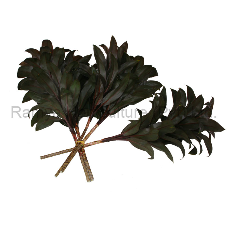 Cordyline Fruticosa Tricolour cut leaves