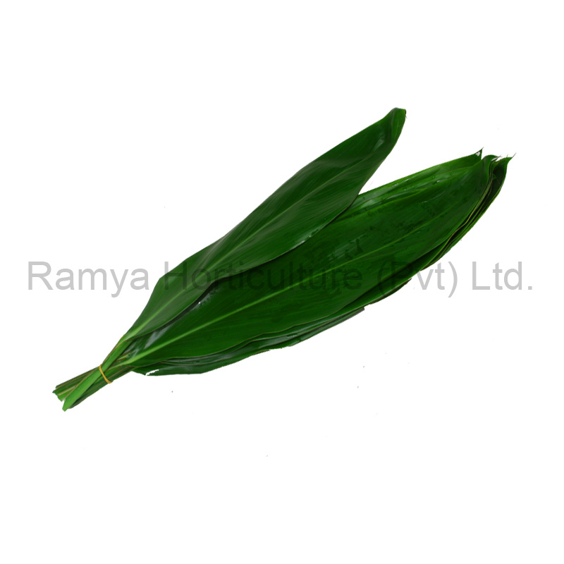 Cordyline Fruticosa Green cut leaves