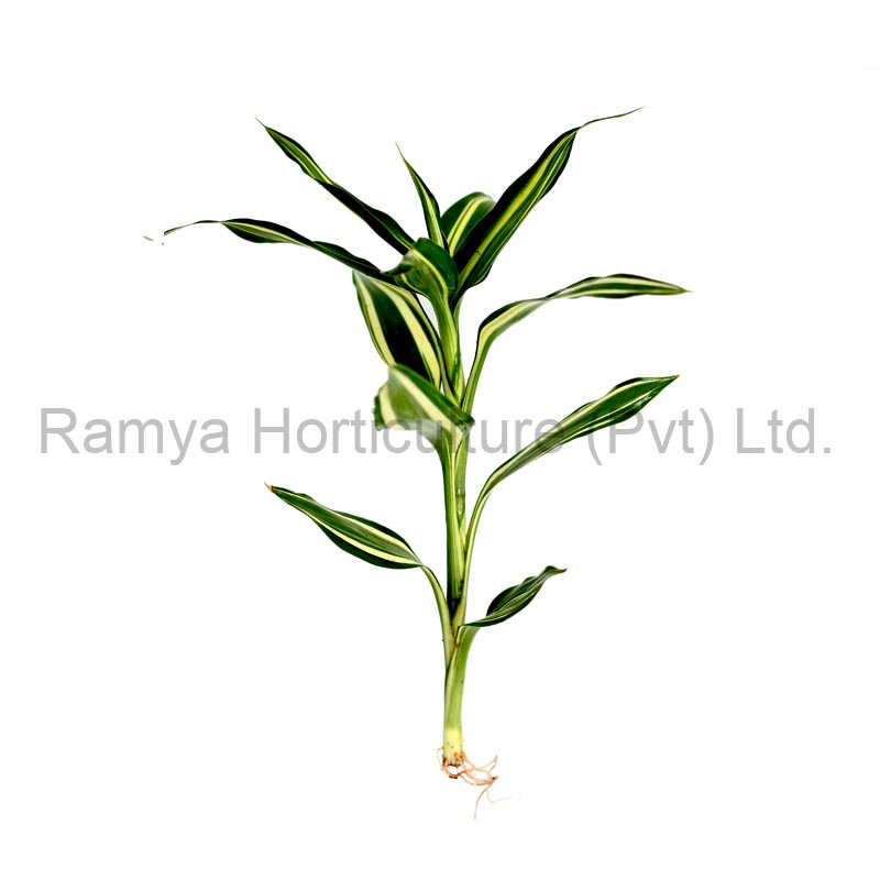 Ramya Horticulture