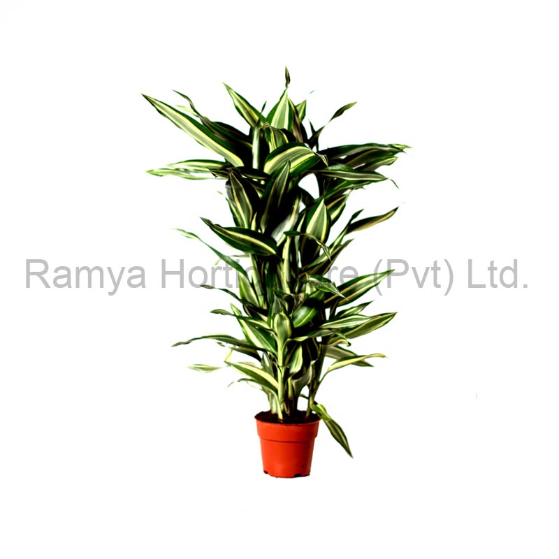 Ramya Horticulture