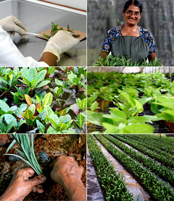 Intercropping at Wellawa and Kalugalla nurseries